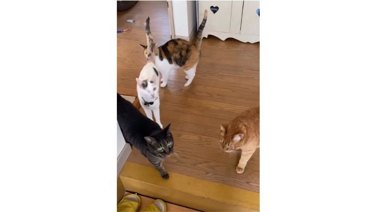 室内にいる猫たち