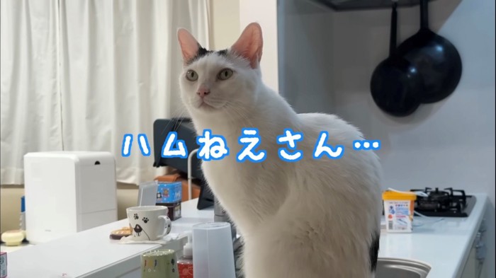 少し遠くを見るような白黒ぶち猫