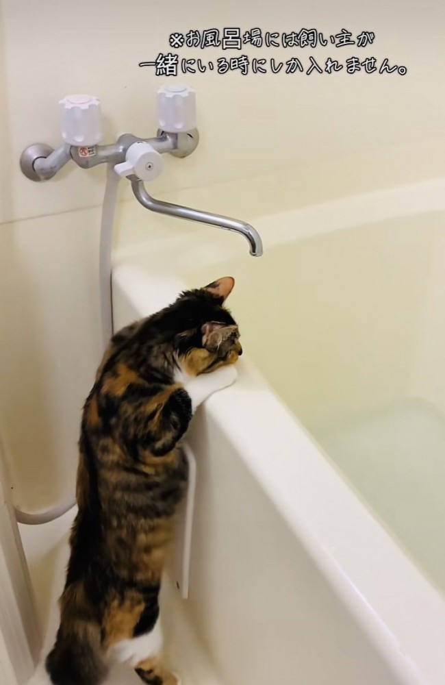 つま先立ちでバスタブの中を確認する三毛猫