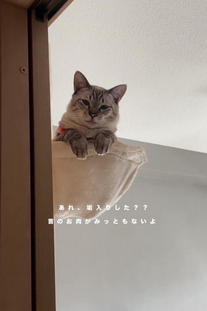 ハンモックに乗る猫