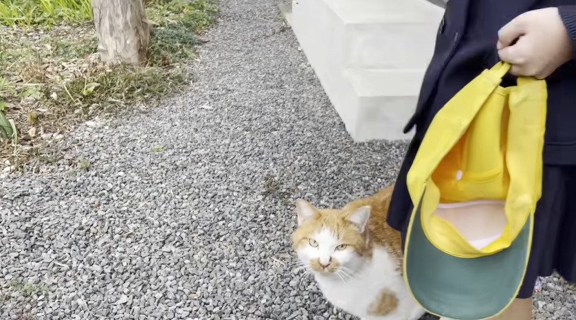 女の子の足元にいる猫