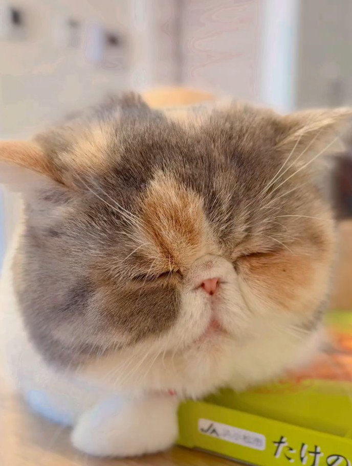 目をつぶる猫