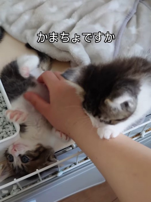 人の手に集まる子猫