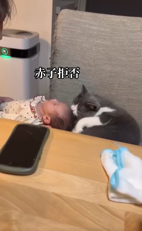 差し出された赤ちゃんの頭の匂いを嗅ぐ猫