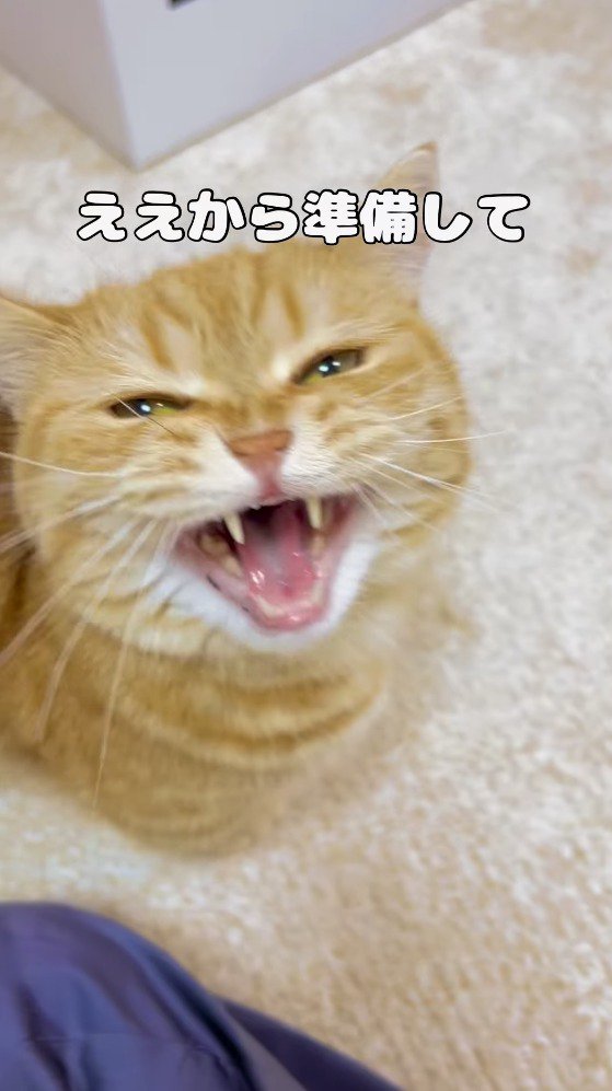 飼い主からごはんを貰えるのを期待している猫