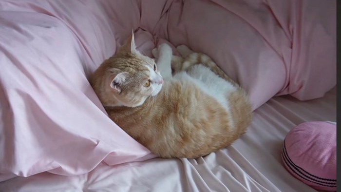 布団の上で休むスコティッシュフォールド