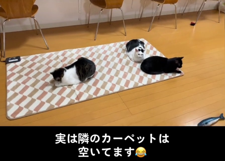 カーペットに座る3匹の猫