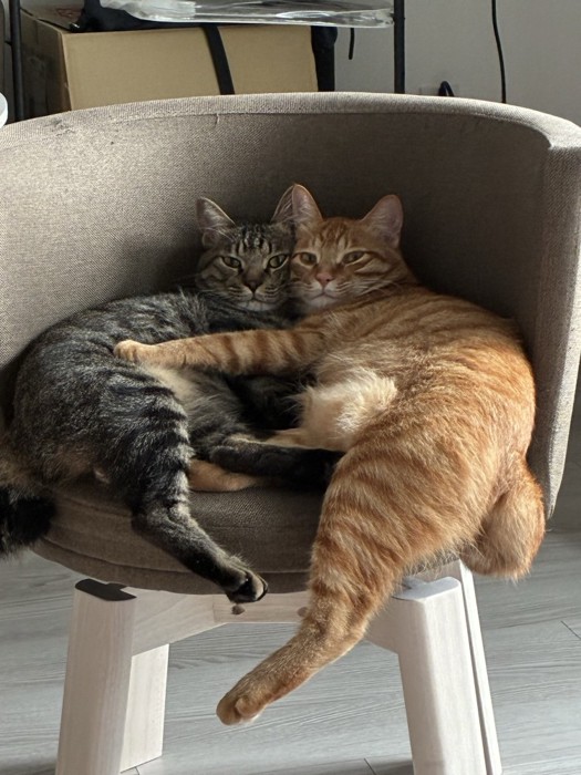 イスに乗る2匹の猫