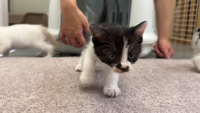 ハチワレちゃん