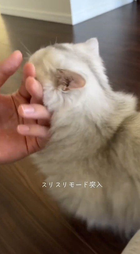 飼い主の手に顔を擦り寄せる子猫