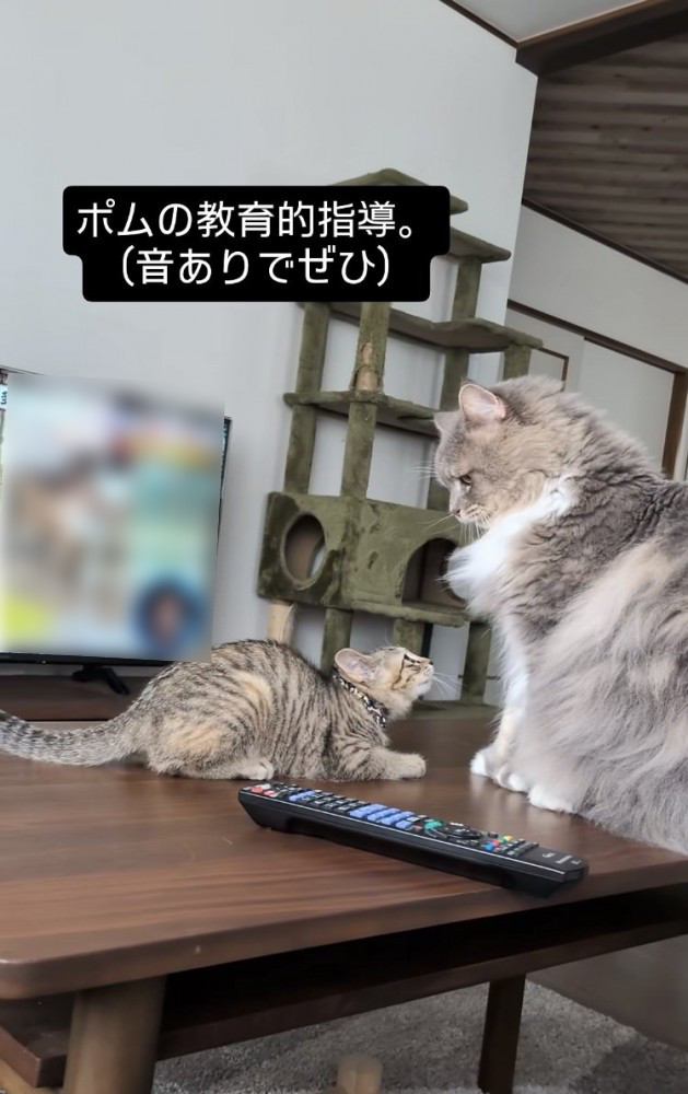 サイベリアンにケンカを売る子猫