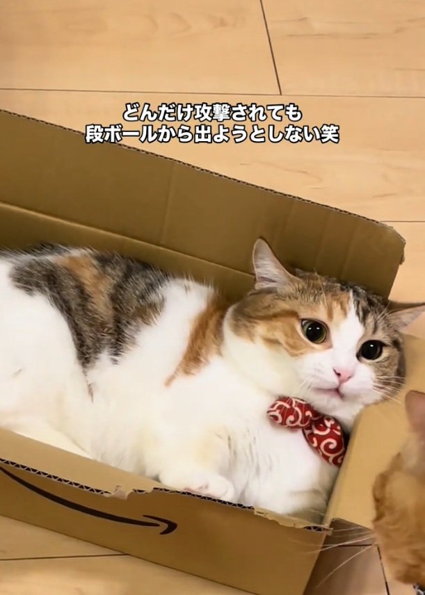 見つめ合う2匹の猫
