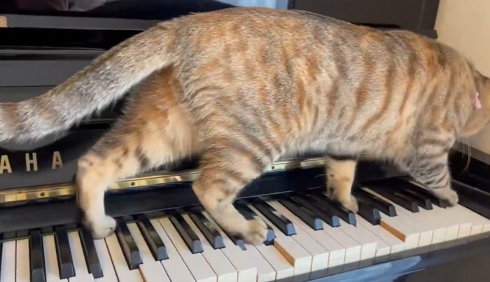 鍵盤を歩き抜く猫