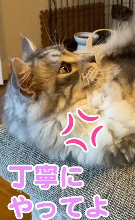 ちょっと怒り気味のメインクーン