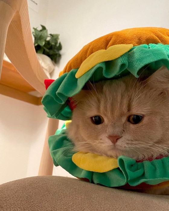 ハンバーガーの被り物の間から顔を出す猫