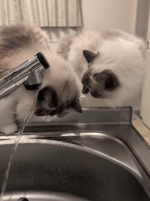 顔に水が当たる猫を見ている猫