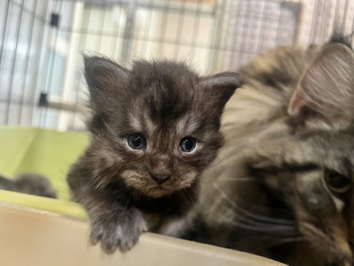 赤ちゃん猫の顔