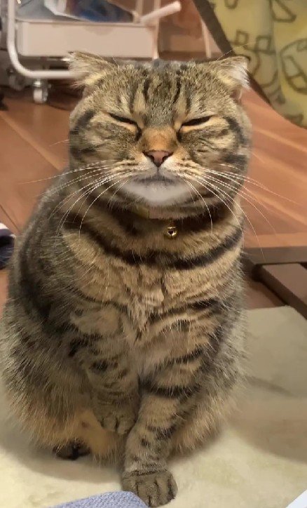 片手を上げる猫