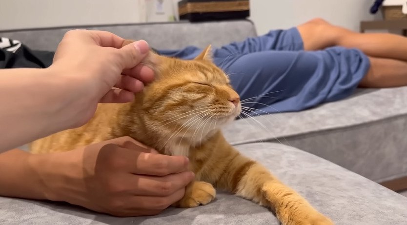 パパとママに撫でられる猫