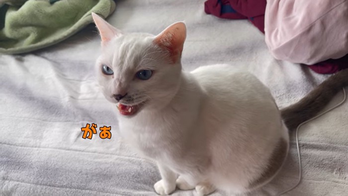 呼ばれるハクちゃん