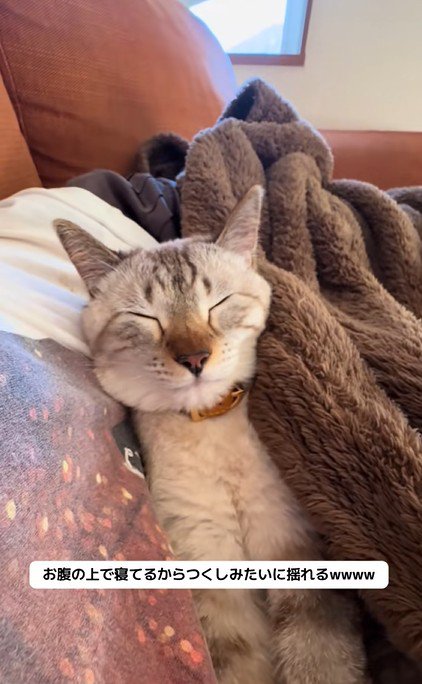 飼い主のおなかの上で眠る猫