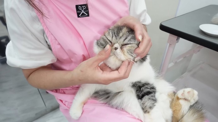 顔にクリームを塗られる猫