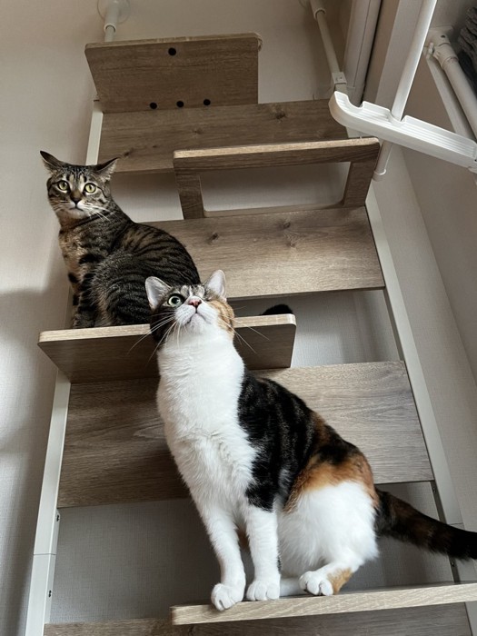キャットタワーに座る2頭の猫