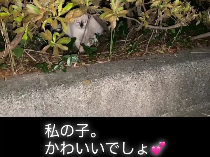 茂みのしたにいる子猫