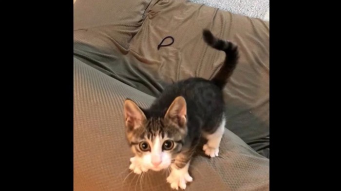 部屋を走り回る仔猫