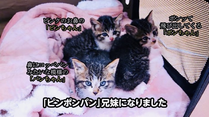 ケージの中の3匹の子猫