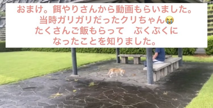 餌やりさんにごはんをもらう茶白猫