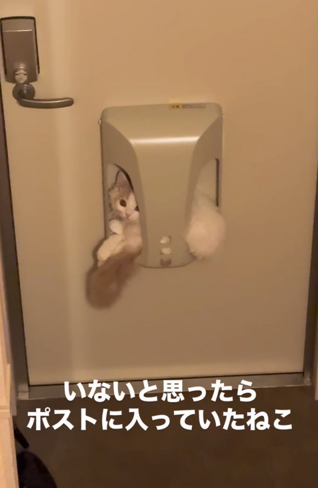 ポストにジャストフィット