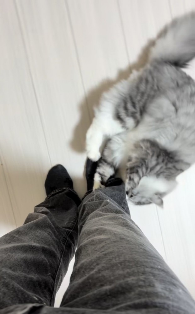 飼い主さんの足に噛み付くサイベリアン