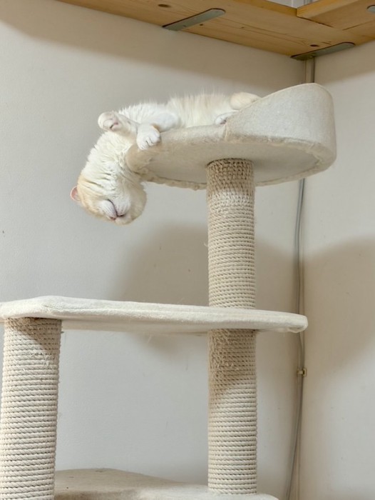 危険な寝姿の猫