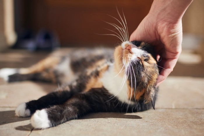 頭を撫でられる猫