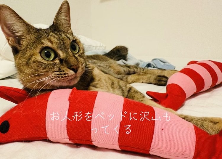 ベッドの上で人形とくつろぐキジトラ猫