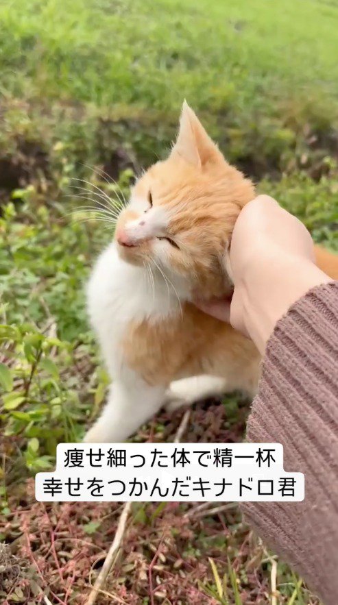 差し出された手に頭をすり寄せる猫