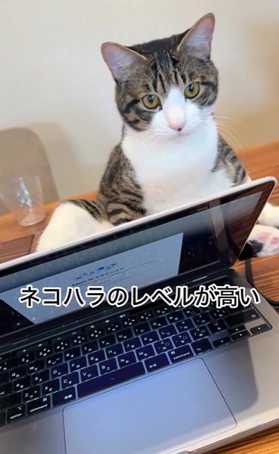 パソコンの横に座っている猫