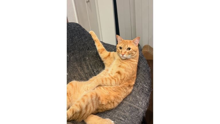 くつろいでいる猫