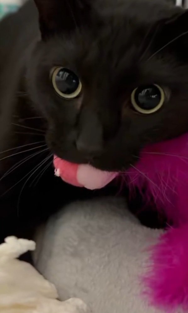 見つめる猫