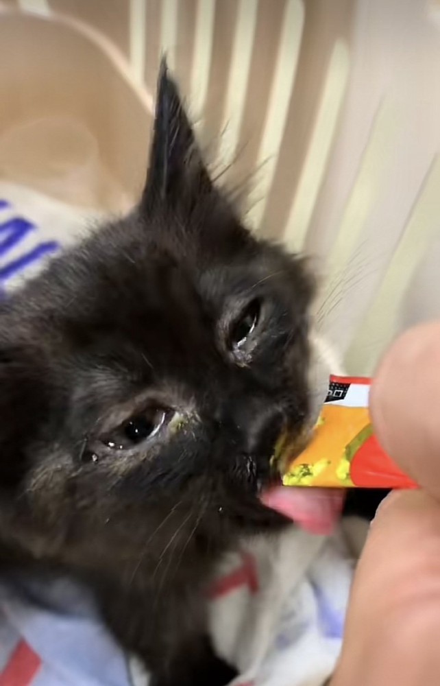 カゴの中でパパに猫用おやつをもらう仔猫