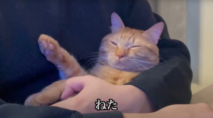 寝る猫