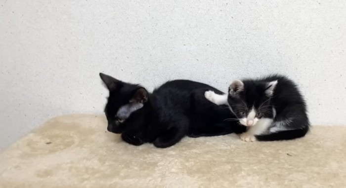 寄り添う2匹の猫