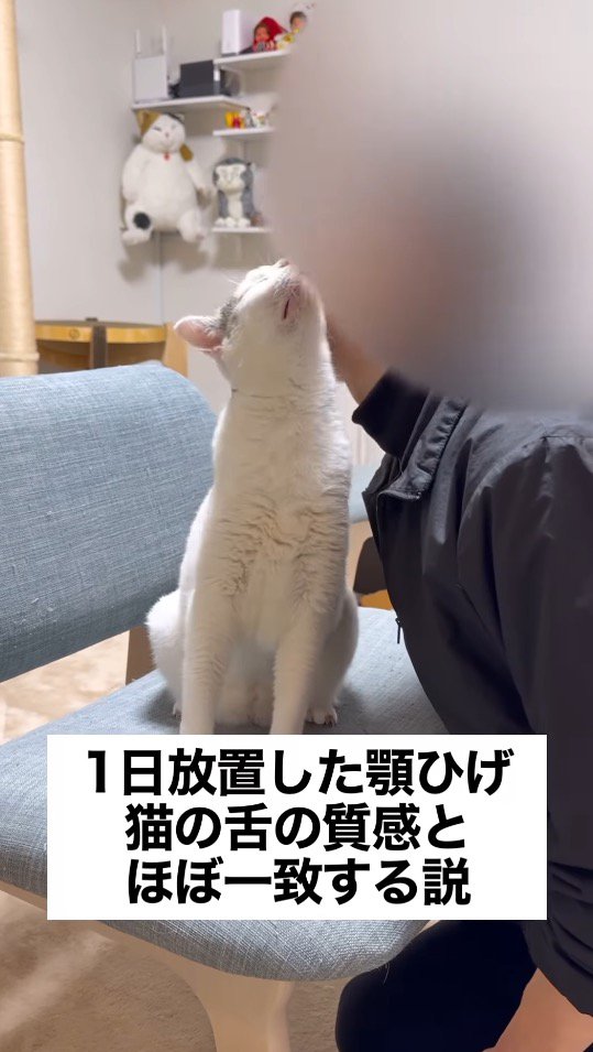 飼い主の顔に自分の顔を近づける猫
