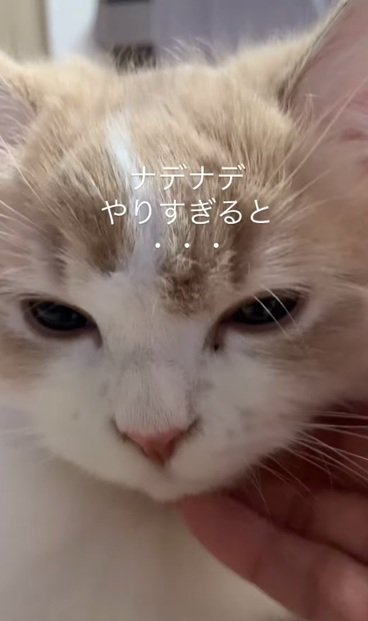 撫でられる猫