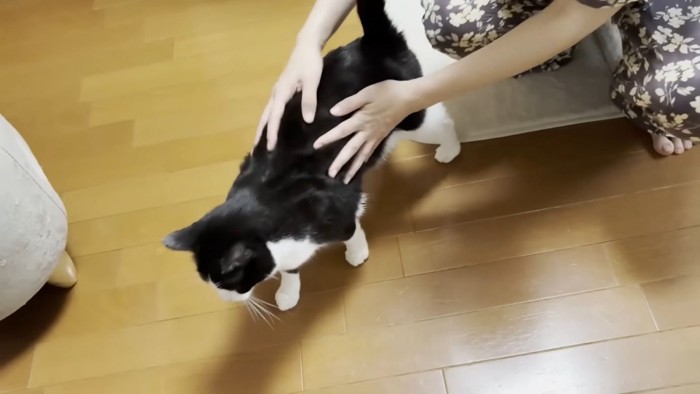 背中を撫でられる猫ちゃん
