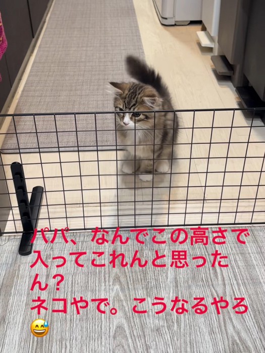 しっぽを上げている猫