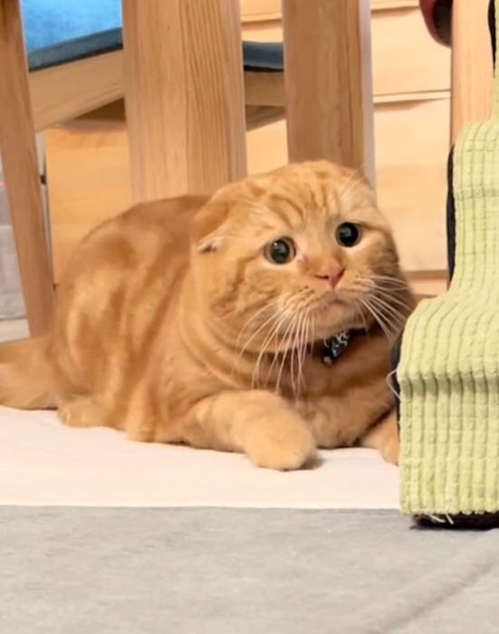 困り顔の寅くん