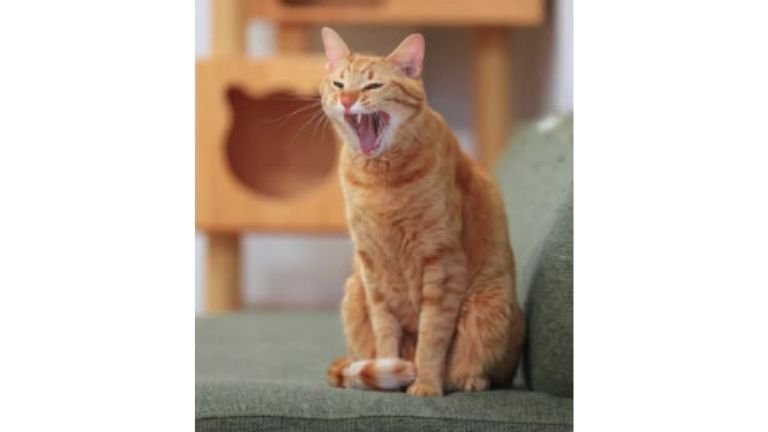 あくびしている猫
