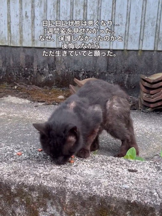 ごはんを食べる猫